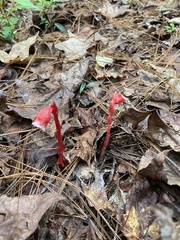 Monotropa coccinea