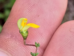 Aspalathus biflora biflora