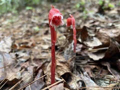 Monotropa coccinea