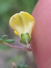 Aspalathus biflora biflora