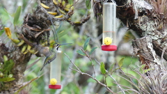 Heliomaster longirostris
