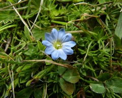 Gentiana sedifolia