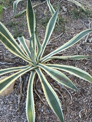 Agave angustifolia
