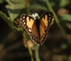 Colotis