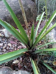 Hohenbergia