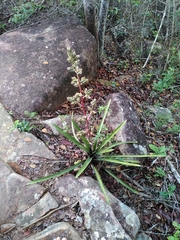 Hohenbergia