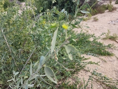 Salvadora persica