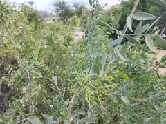 Salvadora persica