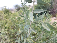 Salvadora persica