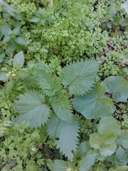 Urtica pilulifera