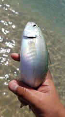 Caranx caballus