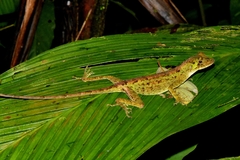 Anolis capito