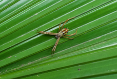 Argiope dang