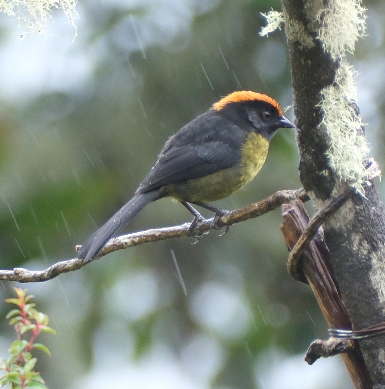 Grey-eared Brushfinch (Atlapetes melanolaemus), photo 6