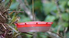 Selasphorus scintilla