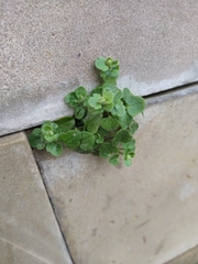 Veronica hederifolia