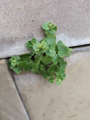 Veronica hederifolia