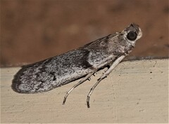 Cryptoblabes hemigypsa