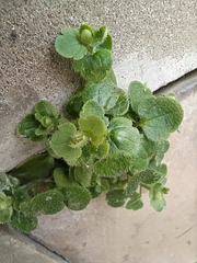 Veronica hederifolia