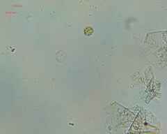 Chlamydomonadales
