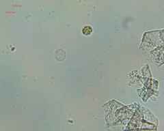 Chlamydomonadales