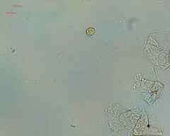 Chlamydomonadales
