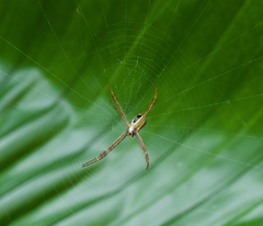 Argiope dang