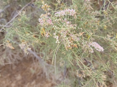 Tamarix aucheriana