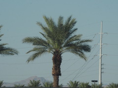 Arecaceae