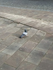 Columba livia domestica