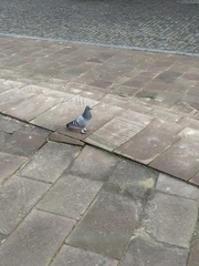 Columba livia domestica