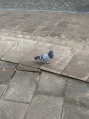 Columba livia domestica