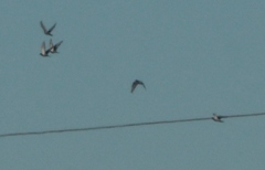 Columba livia