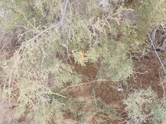 Tamarix aucheriana