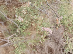 Tamarix aucheriana