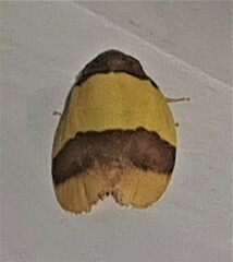 Heterallactis stenochrysa