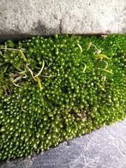 Bryum argenteum