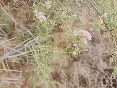 Tamarix aucheriana