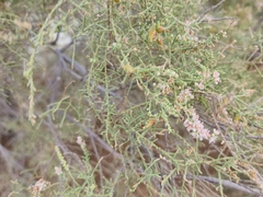 Tamarix aucheriana