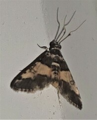 Nacoleia mesochlora