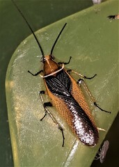 Balta bicolor