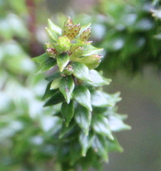 Epacris pauciflora