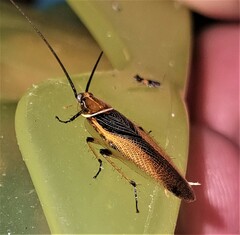 Balta bicolor