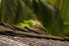 Argya affinis