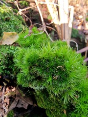 Campylopus flexuosus