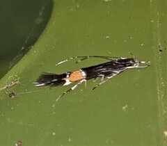 Cosmopterix