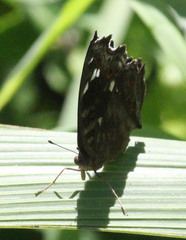 Junonia natalica
