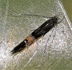 Cosmopterix