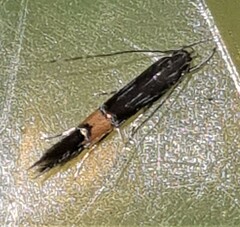 Cosmopterix