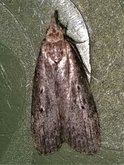 Heteromicta pachytera